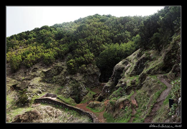 El Hierro - north - inlands - Arbol Santo