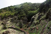 El Hierro - north - inlands - Arbol Santo