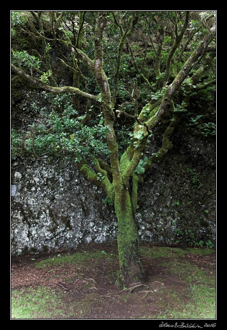 El Hierro - north - inlands - Arbol Santo