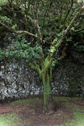 El Hierro - north - inlands - Arbol Santo