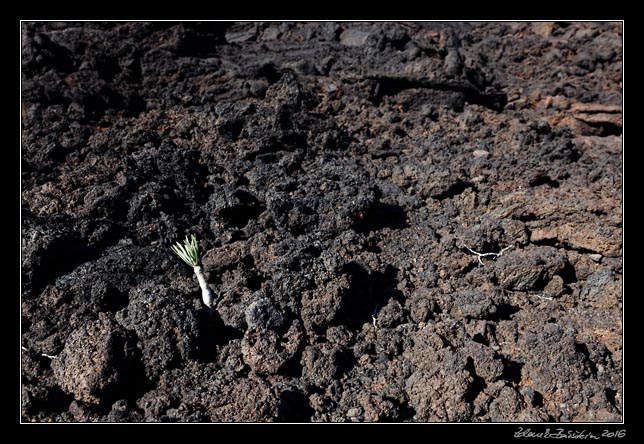 El Hierro - west coast - Punta de la Dehesa