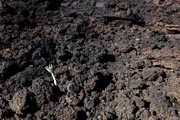 El Hierro - west coast - Punta de la Dehesa