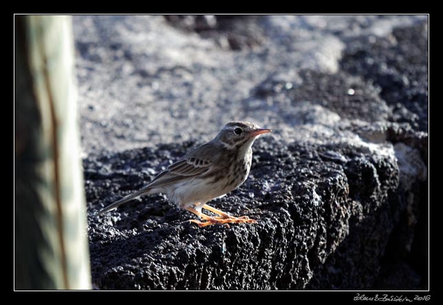 El Hierro - west coast -