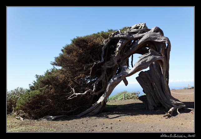 El Hierro - west - inlands - El Sabinar