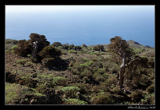 El Hierro - west - inlands - El Sabinar