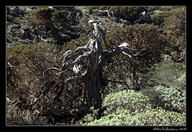 El Hierro - west - inlands - El Sabinar