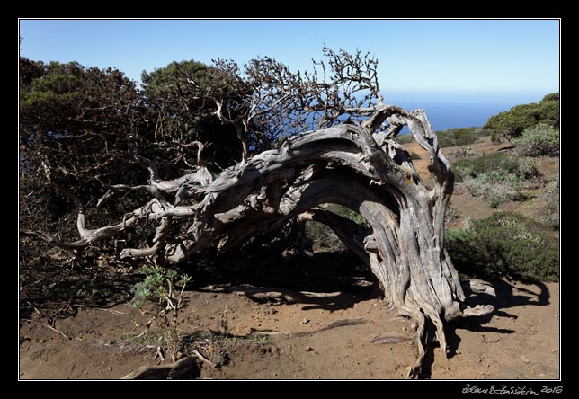 El Hierro - west - inlands - El Sabinar