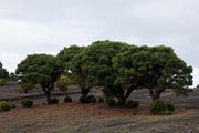 El Hierro- Camino de la Virgen de los Reyes - Cruz de los Reyes