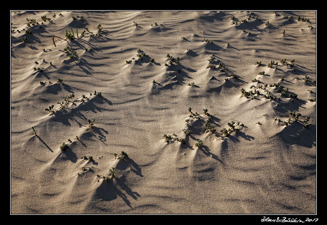 Fuerteventura - Corralejo - Parque Natural de Corralejo