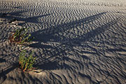 Fuerteventura - Corralejo - Parque Natural de Corralejo