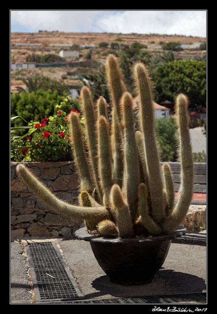  Fuerteventura - Betancuria -