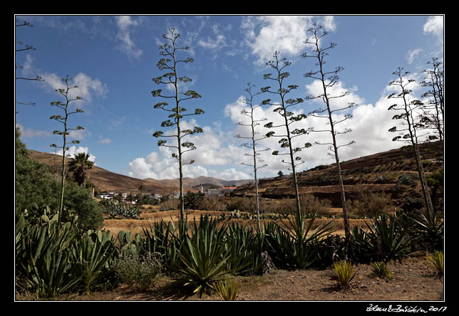  Fuerteventura - Betancuria -