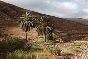  Fuerteventura - Barranco de las Penitas -