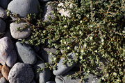  Fuerteventura - Ajuy -