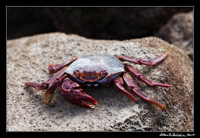 Fuerteventura - Caleta de Fuste -