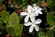 Fuerteventura - Caleta de Fuste -