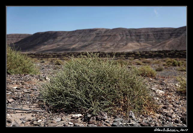 Fuerteventura - Pozo Negro - Barranco de la Poca de Pozo Negro