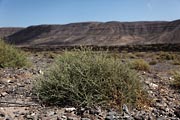 Fuerteventura - Pozo Negro - Barranco de la Poca de Pozo Negro