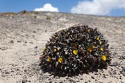 Fuerteventura - La Pared -