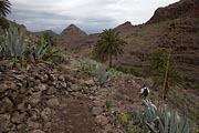 La Gomera - Barranco de Argaga