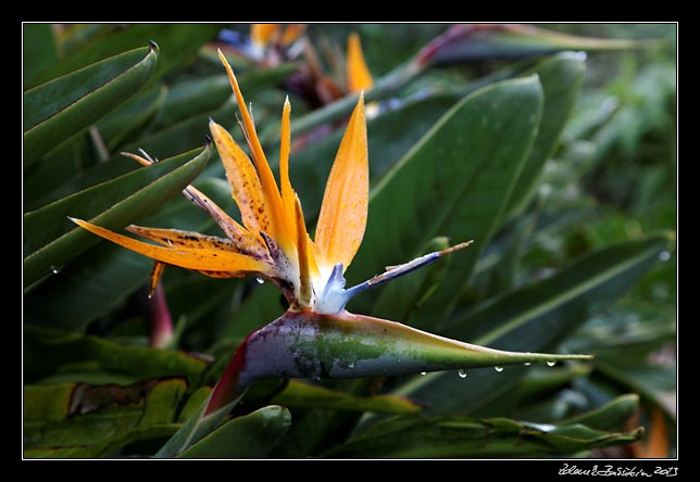 La Gomera - Garajonay - strelicia