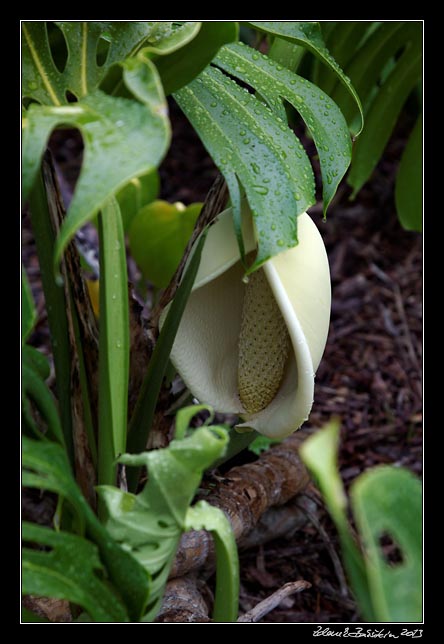 La Gomera - Garajonay - blooming monstera