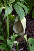 La Gomera - Garajonay - blooming monstera