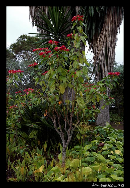 La Gomera - Garajonay - poinsettia