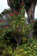 La Gomera - Garajonay - poinsettia