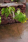 La Gomera - Garajonay - walking monstera