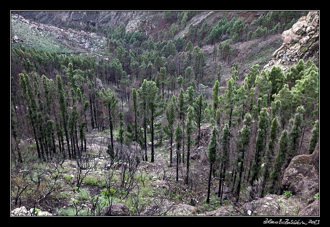 La Gomera - Canary pines