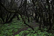 La Gomera - Laguna Grande - charred laurisilva