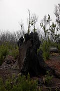 La Gomera - Laguna Grande - charred laurisilva