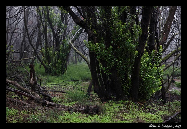 La Gomera - Laguna Grande - laurisilva