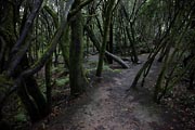 La Gomera - Laguna Grande - laurisilva