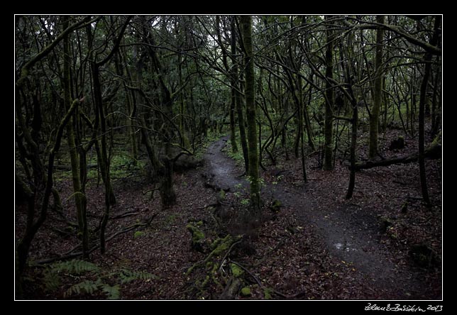 La Gomera - Laguna Grande - laurisilva