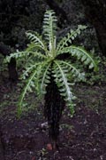 La Gomera - Laguna Grande -