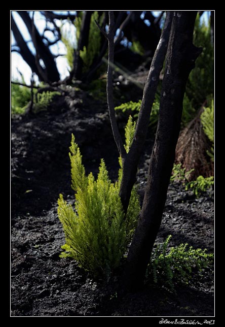 La Gomera - Alto de Garajonay - recovering...