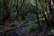 La Gomera - El Cedro - Barranco del Cedro