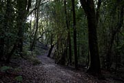 La Gomera - El Cedro - Barranco del Cedro