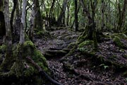 La Gomera - El Cedro - Barranco del Cedro