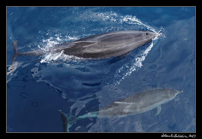 La Gomera - boat trip to Los Organos - dolphins