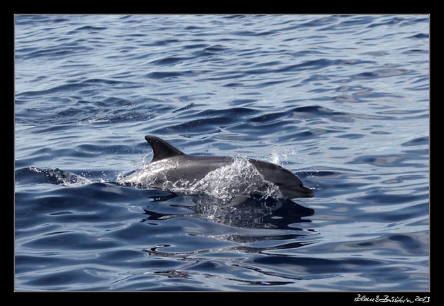 La Gomera - boat trip to Los Organos - a dolphin