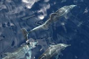 La Gomera - boat trip to Los Organos - dolphins