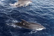 La Gomera - boat trip to Los Organos - dolphins