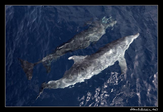 La Gomera - boat trip to Los Organos - dolphins