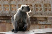 a monkey - Chittaurgarh