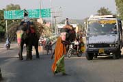 Jaipur - elephants on the road