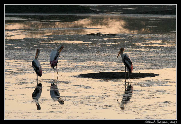 Nesyt indomalajsk - Mycteria leucocephala - Painted Stork