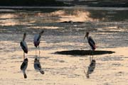 Nesyt indomalajsk - Mycteria leucocephala - Painted Stork